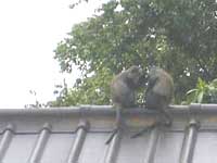 Samango monkeys