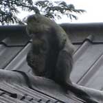 Samango monkeys